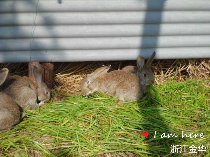 新鲜现杀兔肉天然放养顺丰包邮