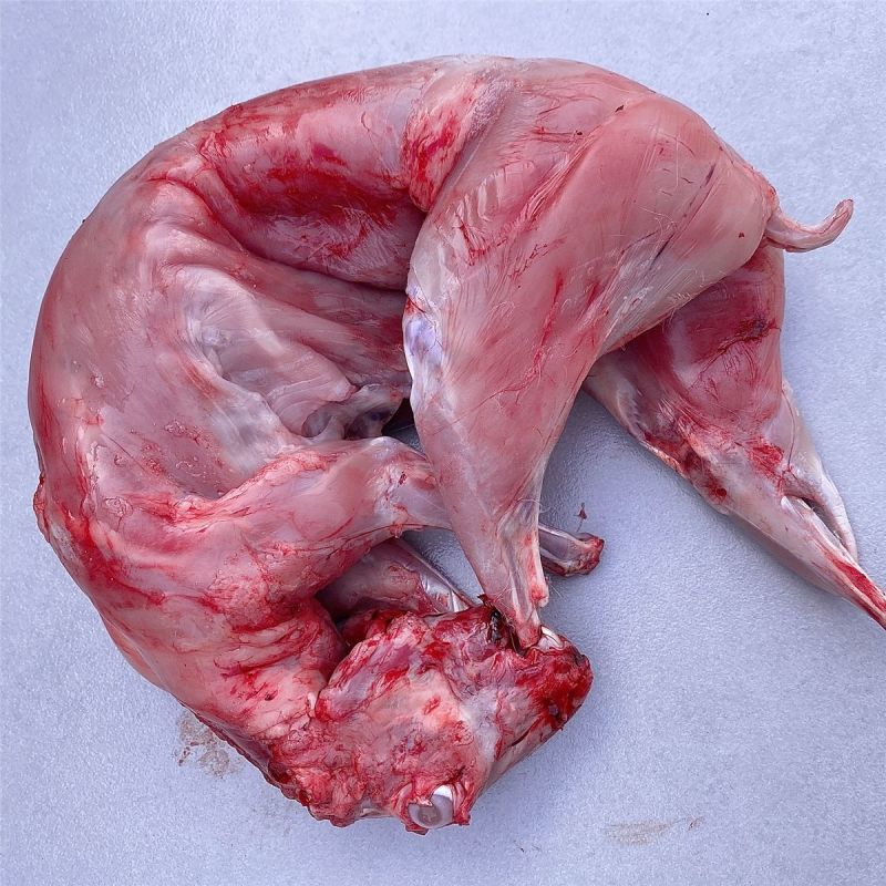 新鲜现杀兔肉天然放养顺丰包邮