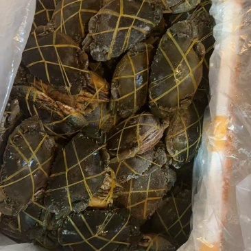 活冻青蟹30元/斤量供应新鲜直发货源充足