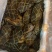 活冻青蟹30元/斤量供应新鲜直发货源充足
