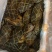 活冻青蟹30元/斤量供应新鲜直发货源充足