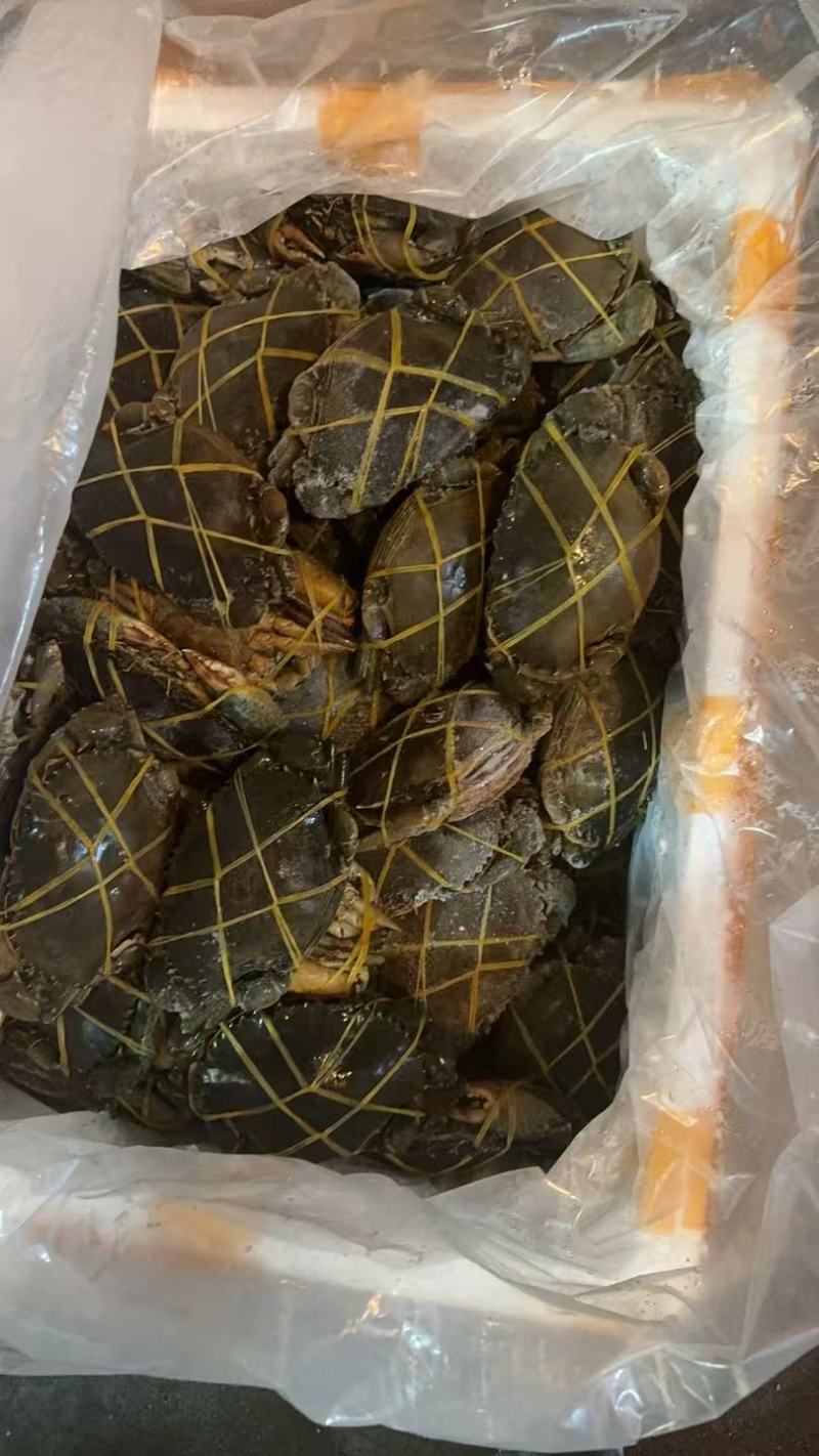 活冻青蟹30元/斤量供应新鲜直发货源充足