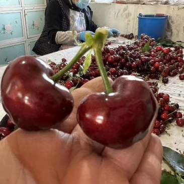 美早大樱桃，现摘现发