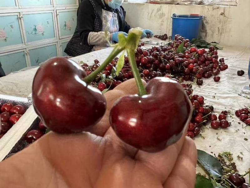 美早大樱桃，现摘现发