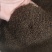 【沙苑子】正品沙苑子精品水洗沙苑子药用茶用量大从优