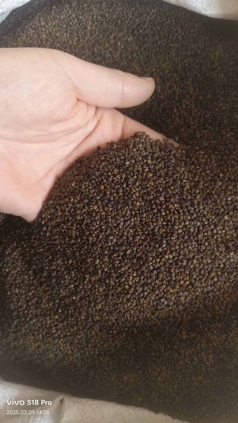 【沙苑子】正品沙苑子精品水洗沙苑子药用茶用量大从优