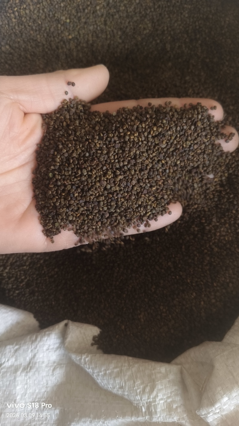 【沙苑子】正品沙苑子精品水洗沙苑子药用茶用量大从优