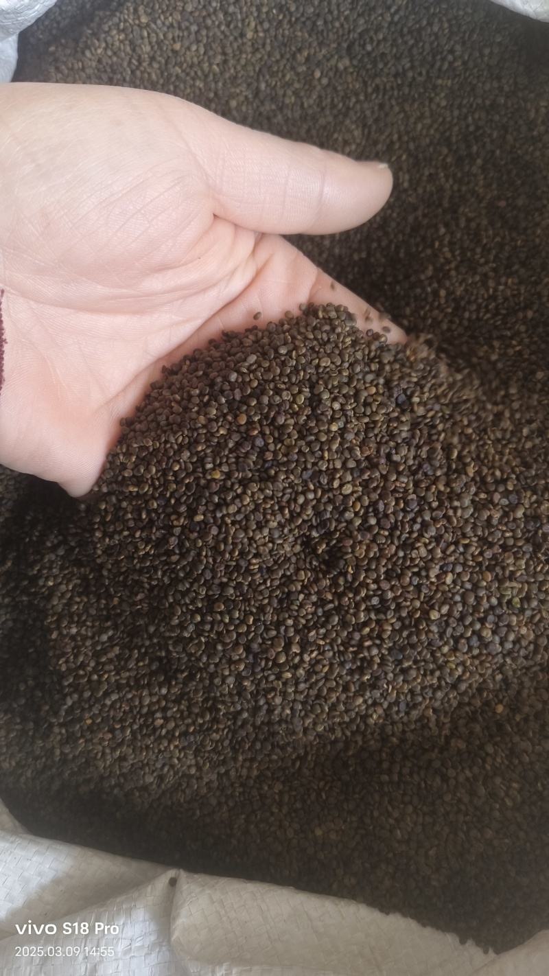 【沙苑子】正品沙苑子精品水洗沙苑子药用茶用量大从优