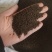 【沙苑子】正品沙苑子精品水洗沙苑子药用茶用量大从优