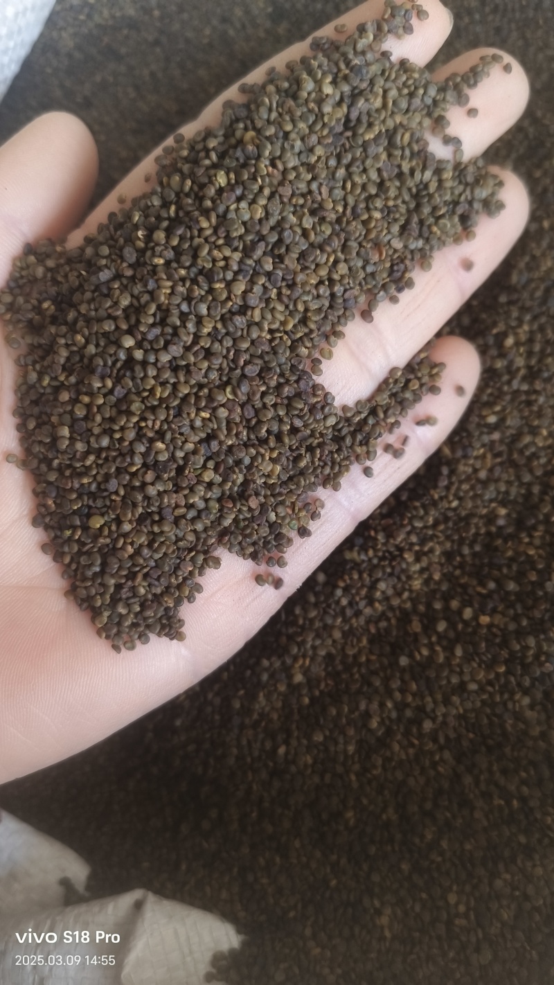 【沙苑子】正品沙苑子精品水洗沙苑子药用茶用量大从优