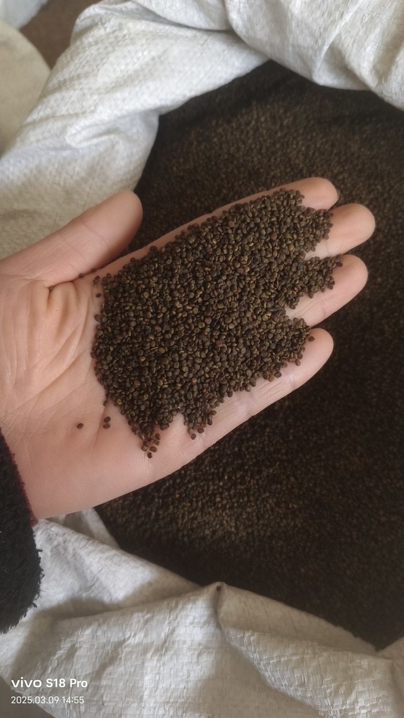 【沙苑子】正品沙苑子精品水洗沙苑子药用茶用量大从优