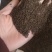 【沙苑子】正品沙苑子精品水洗沙苑子药用茶用量大从优
