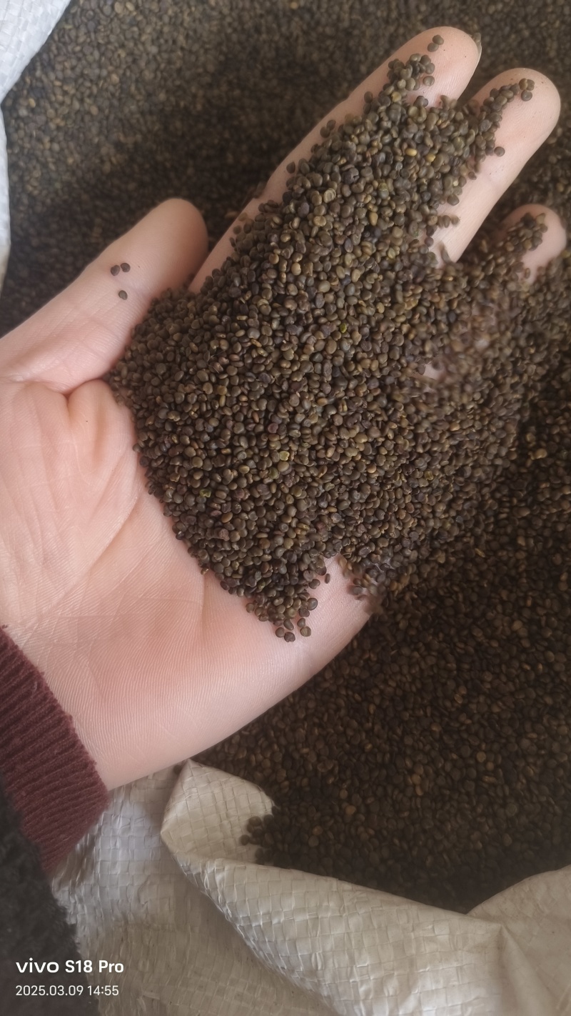 【沙苑子】正品沙苑子精品水洗沙苑子药用茶用量大从优