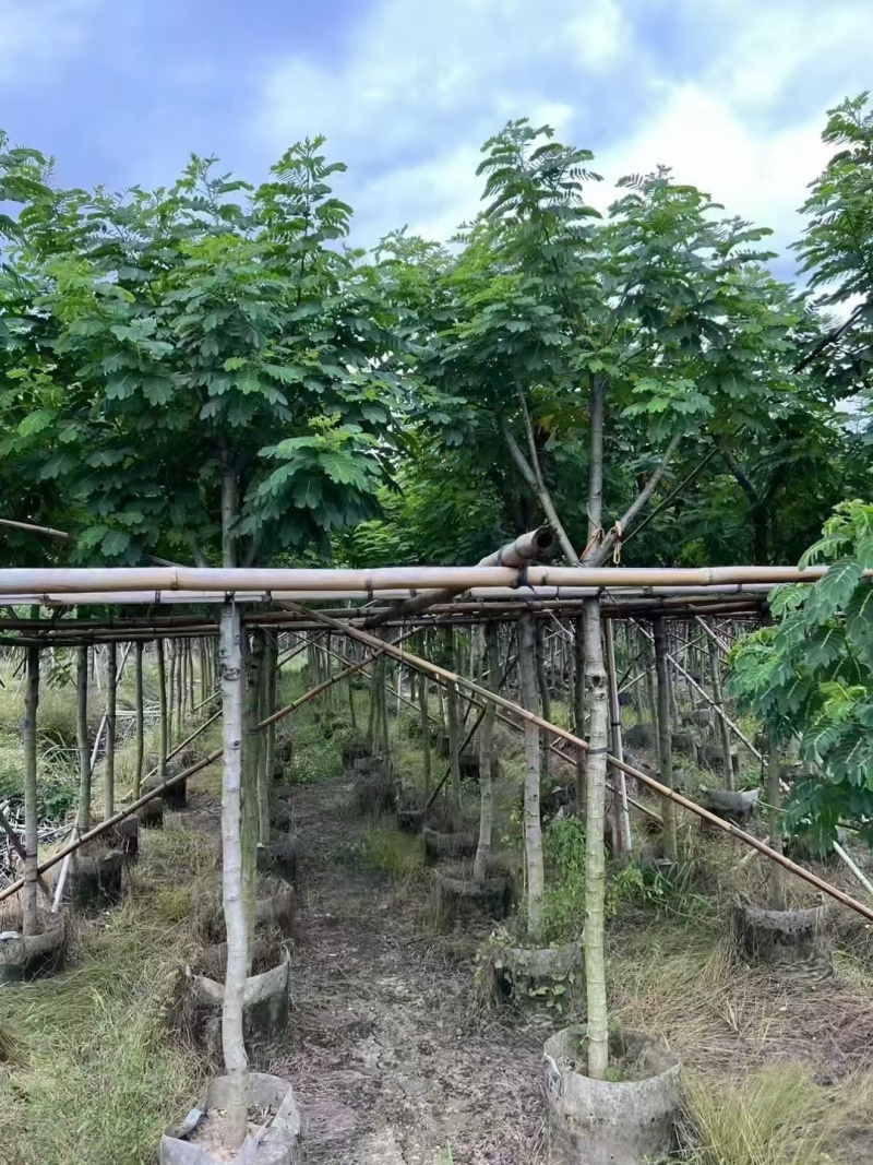 出售黄槐3-8公分袋苗现货大量基地直销