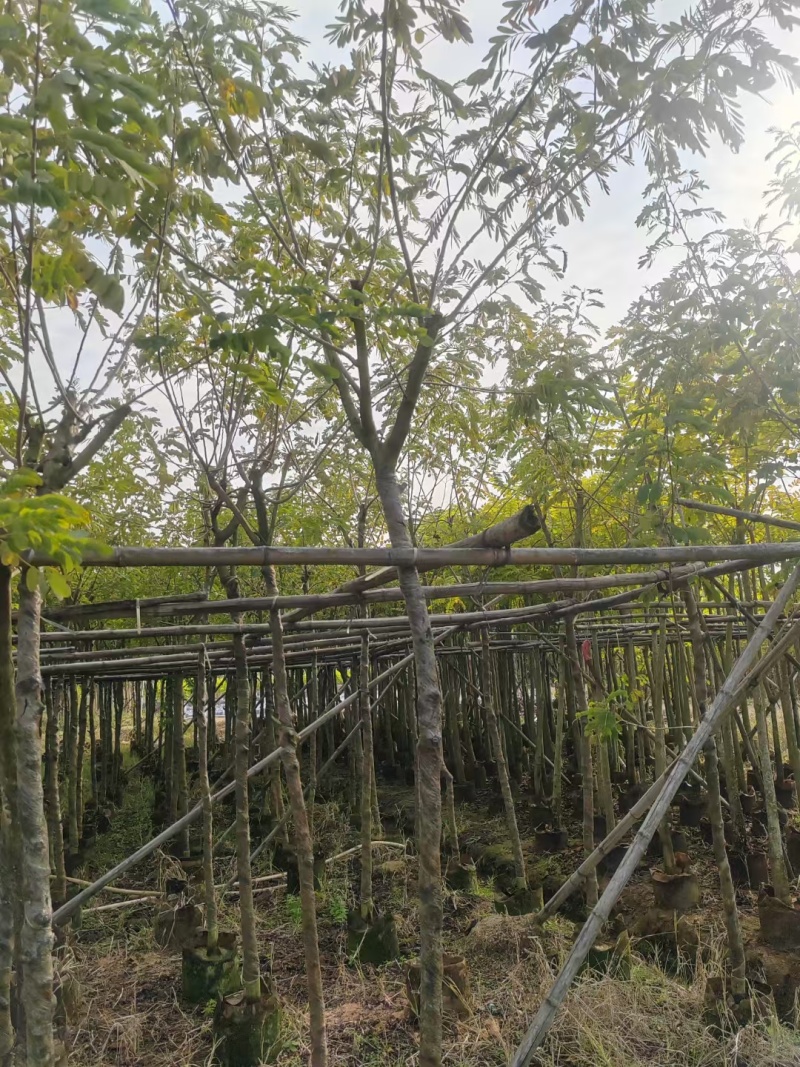 出售黄槐3-8公分袋苗现货大量基地直销