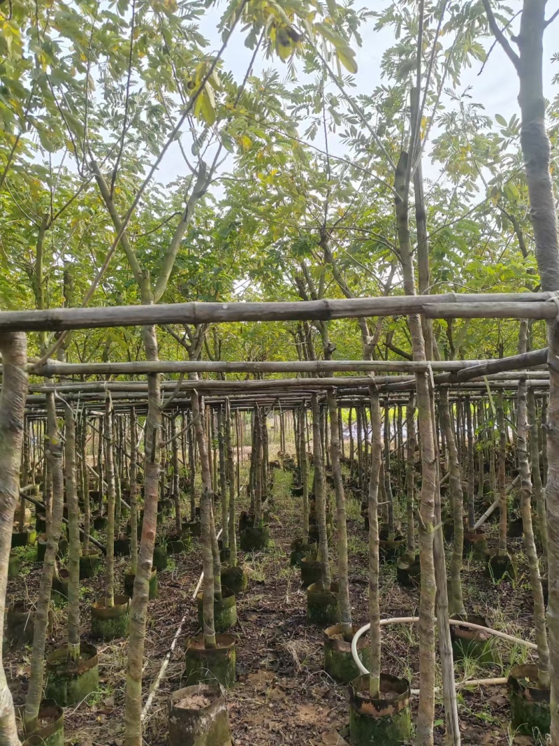 出售黄槐3-8公分袋苗现货大量基地直销