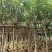 出售黄槐3-8公分袋苗现货大量基地直销