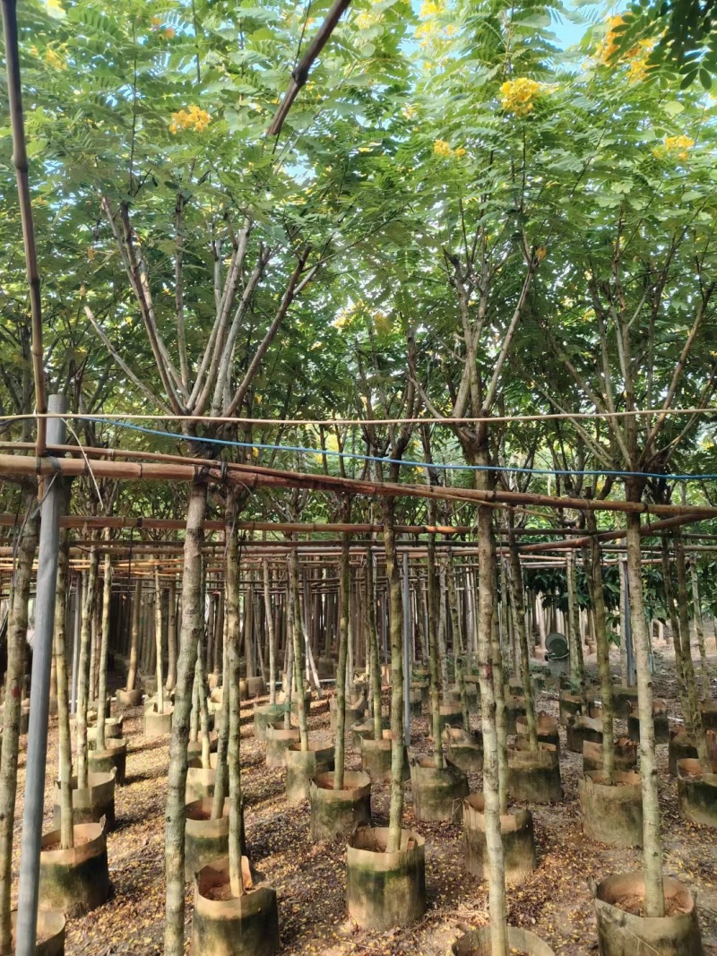 出售黄槐3-8公分袋苗现货大量基地直销