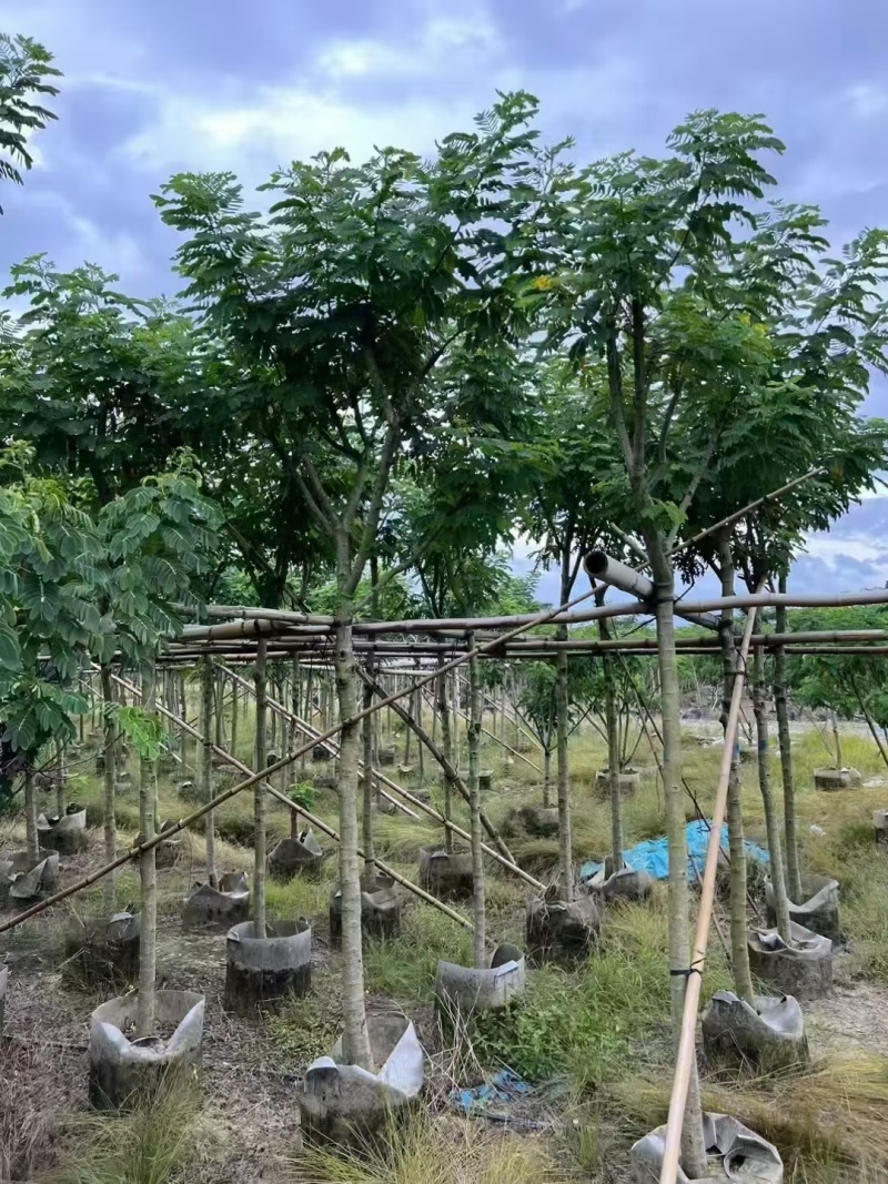 出售黄槐3-8公分袋苗现货大量基地直销