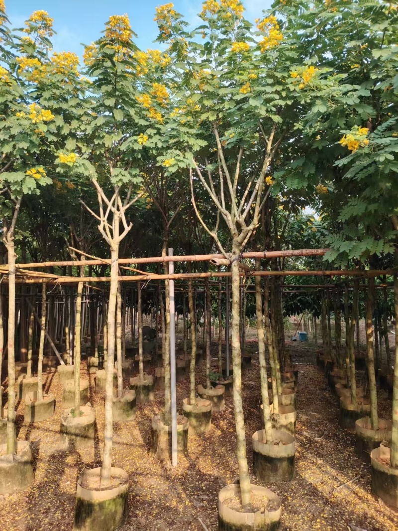 出售黄槐3-8公分袋苗现货大量基地直销