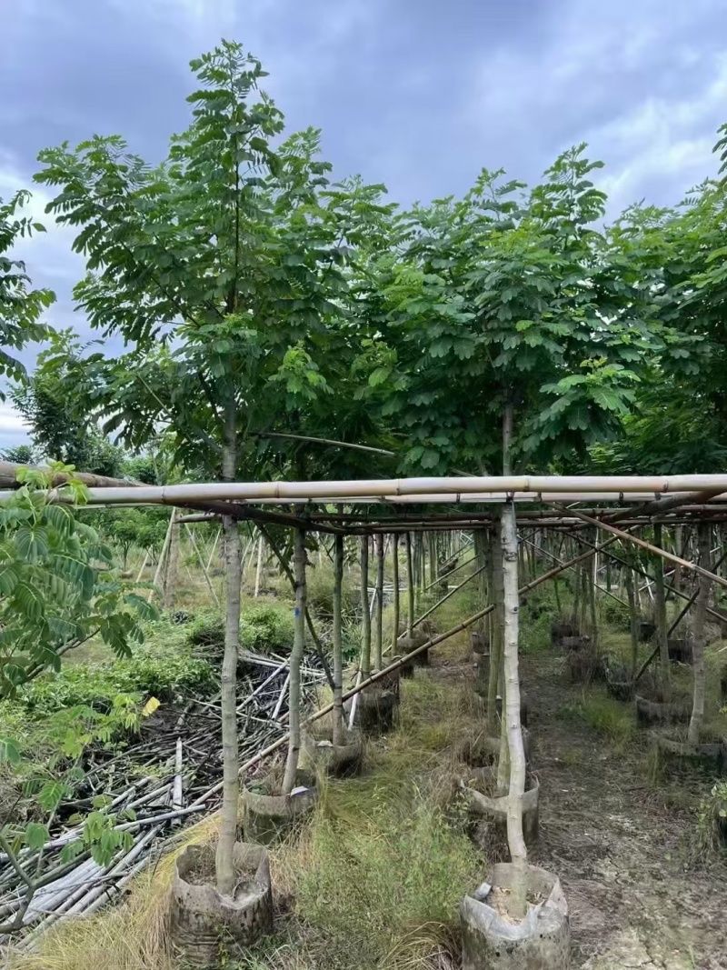 出售黄槐3-8公分袋苗现货大量基地直销