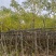 出售黄槐3-8公分袋苗现货大量基地直销