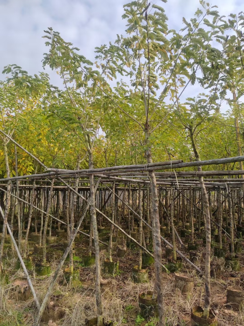 出售黄槐3-8公分袋苗现货大量基地直销