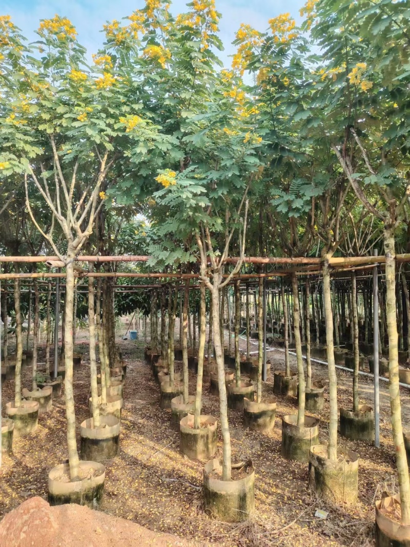 出售黄槐3-8公分袋苗现货大量基地直销