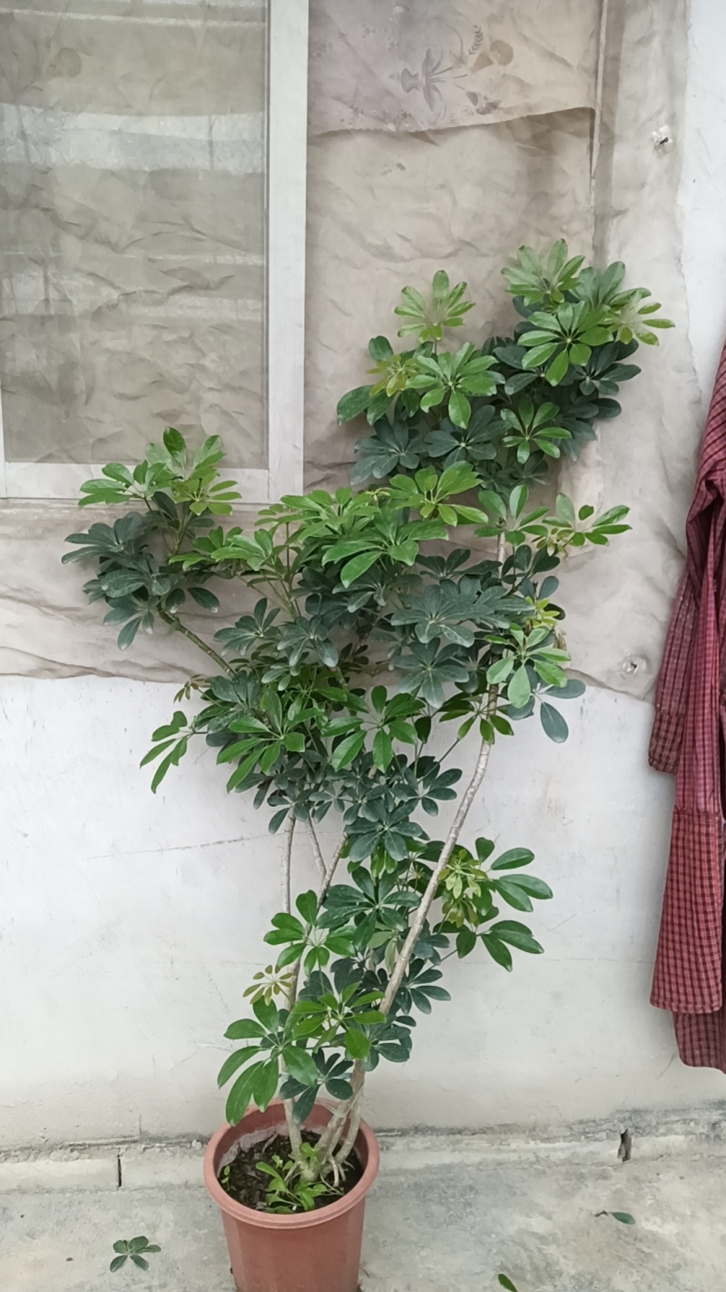 鸭脚木清地价