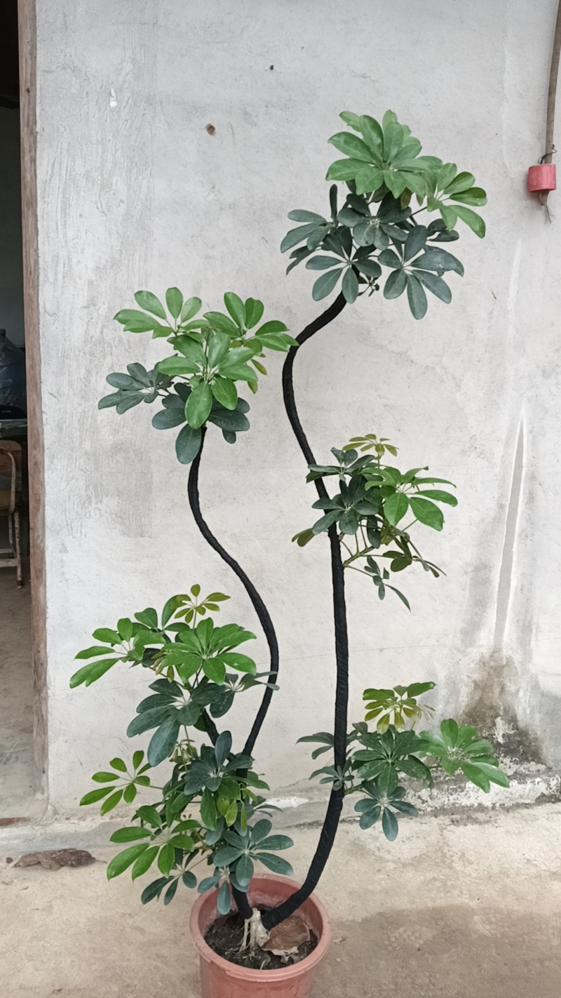 鸭脚木清地价