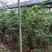 鸭脚木清地价