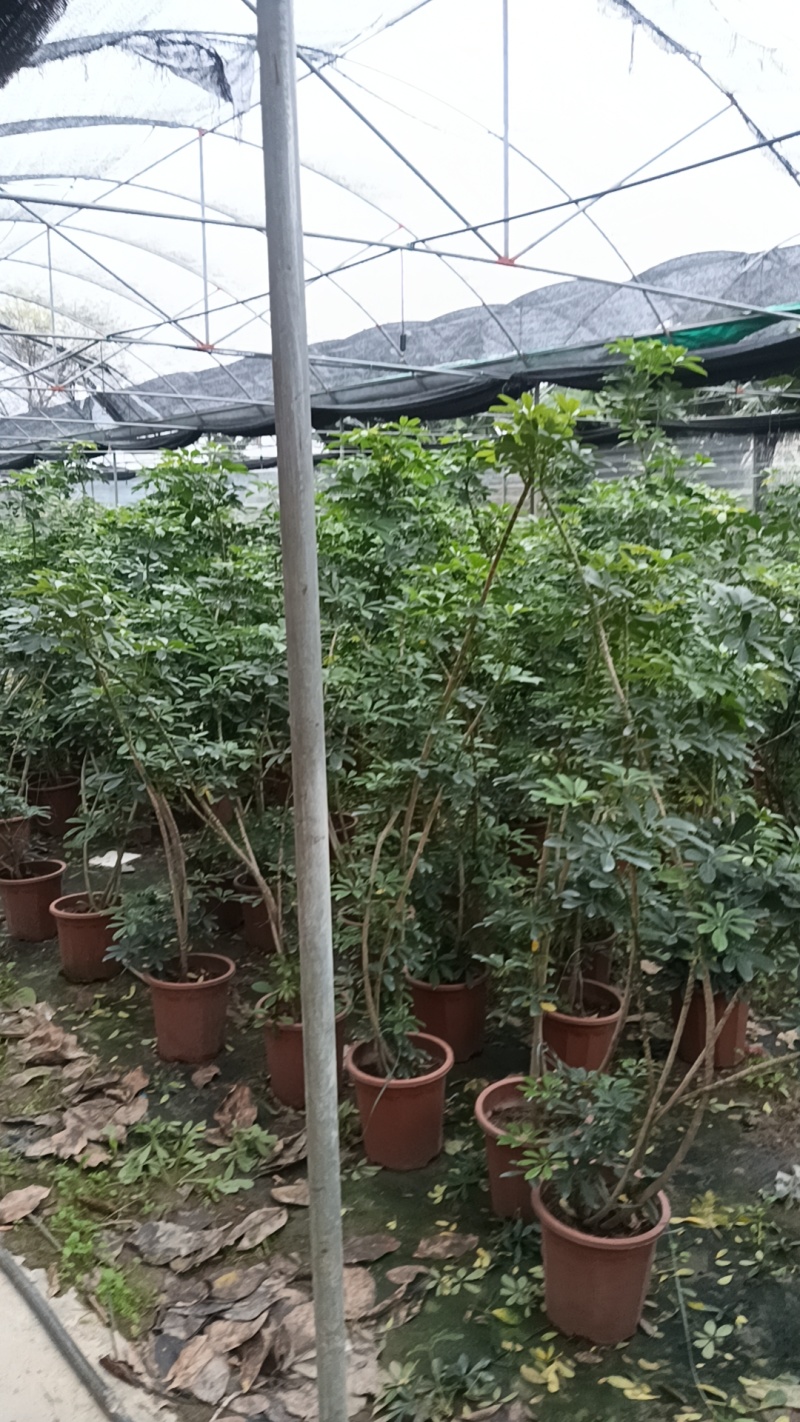 鸭脚木清地价