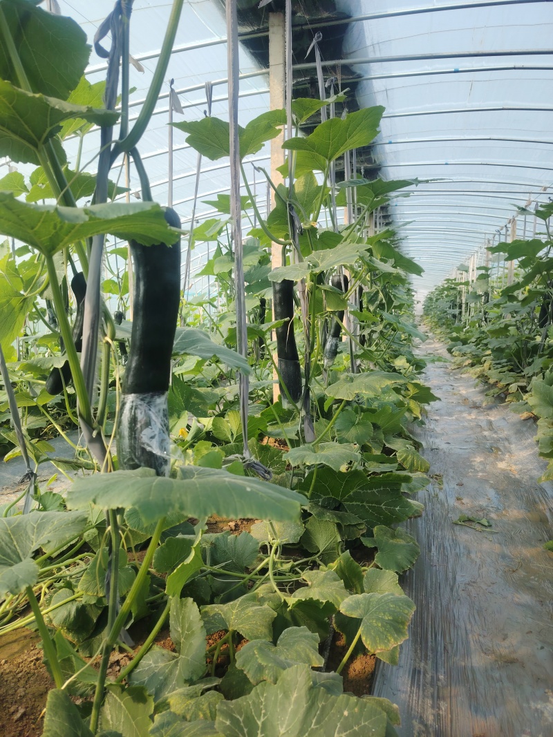 青皮南瓜黑皮吊南瓜产地直销大量有货
