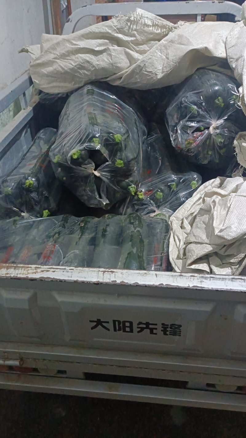 青皮南瓜黑皮吊南瓜产地直销大量有货