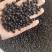 【黑豆】精选绿芯大黑豆颗粒饱满量大从优欢迎选购