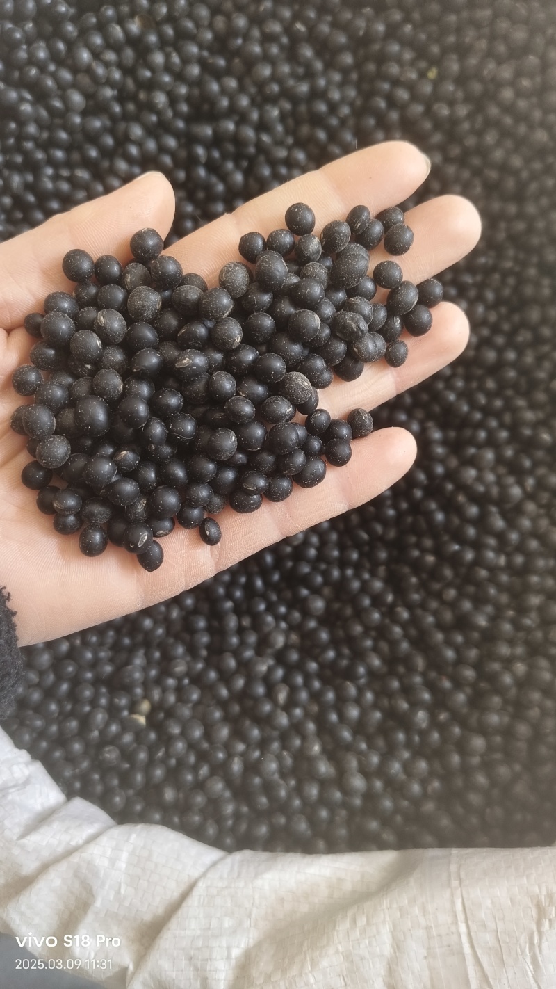 【黑豆】精选绿芯大黑豆颗粒饱满量大从优欢迎选购