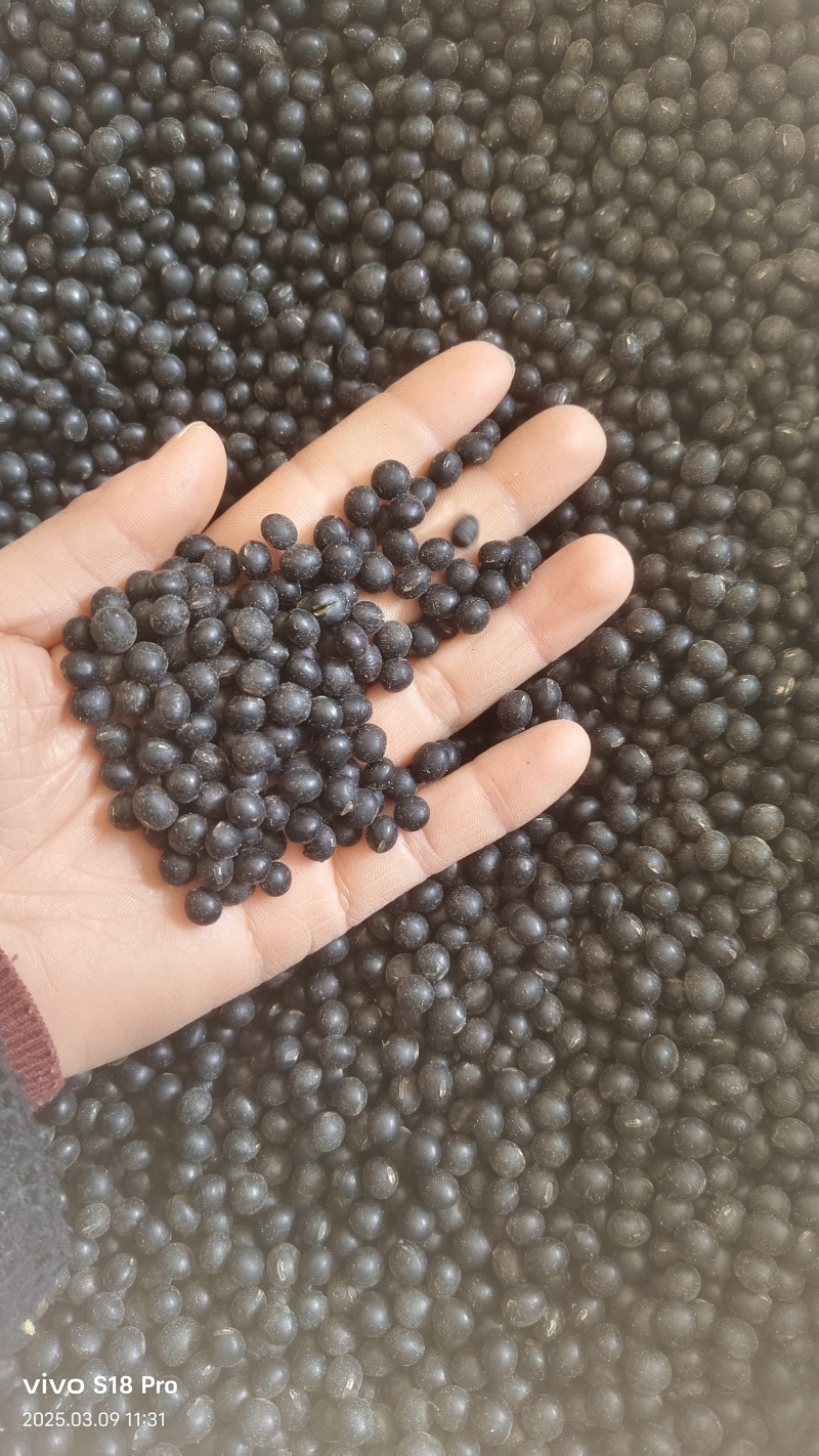 【黑豆】精选绿芯大黑豆颗粒饱满量大从优欢迎选购