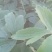 白头翁种苗，又叫老古话药材
