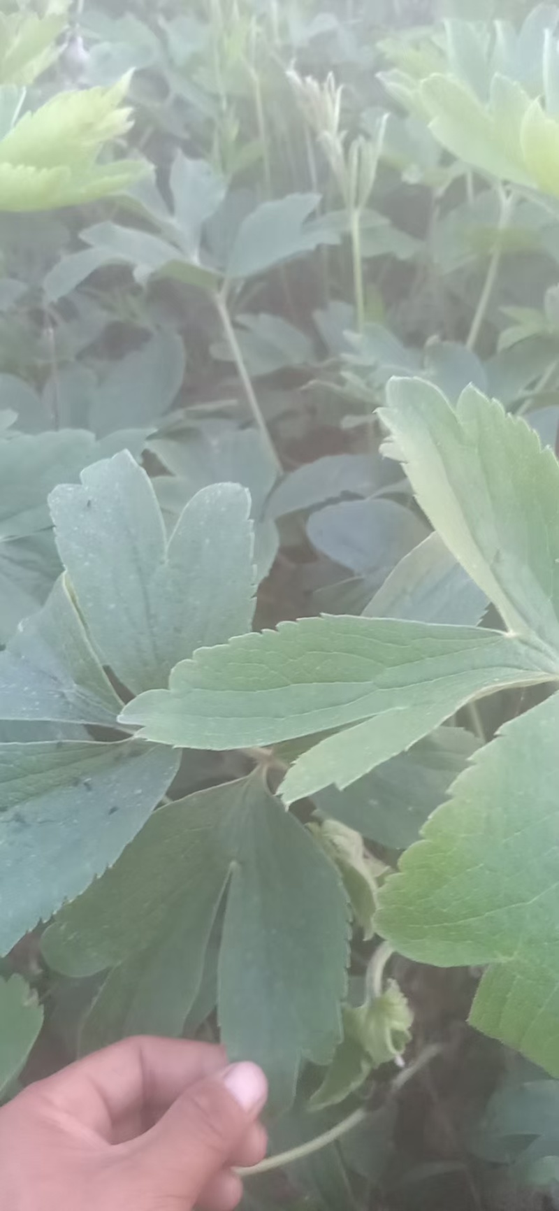 白头翁种苗，又叫老古话药材