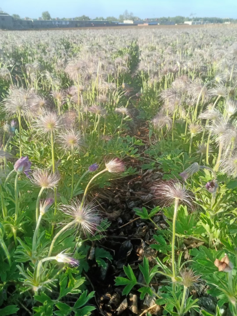 白头翁种苗，又叫老古话药材