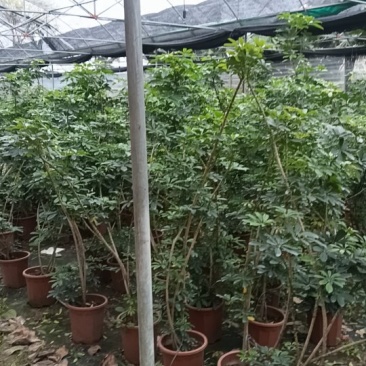 鸭脚木清地价
