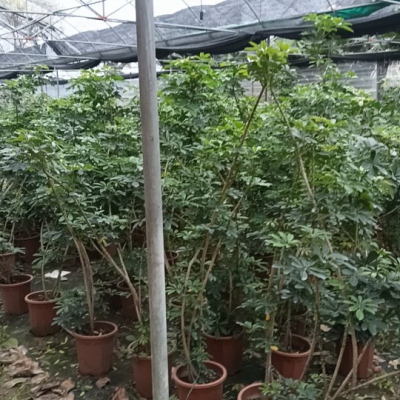鸭脚木清地价