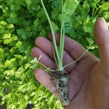 精品芹菜苗穴盘芹菜苗法国皇后成活率高