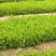 精品芹菜苗穴盘芹菜苗法国皇后成活率高