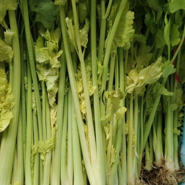 黄芹
