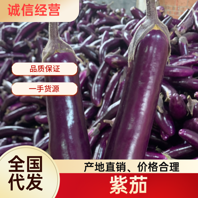紫长茄子、烧烤茄、徐闻产地直发，欢迎来电