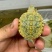 大量巴西火焰各种乌龟