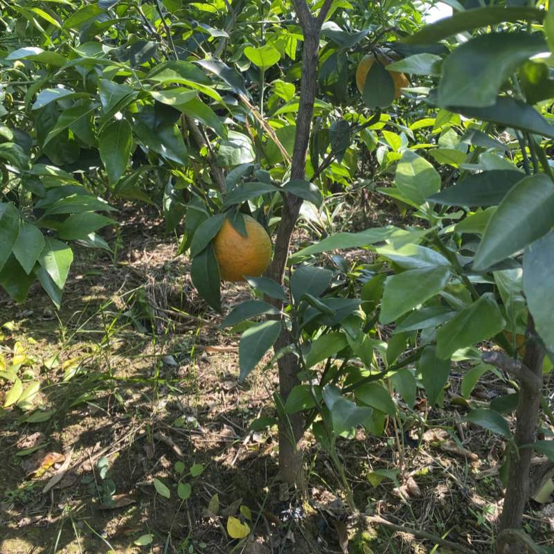 【苗圃直供】爱媛38号果冻橙成品大树苗规格齐全欢迎咨询