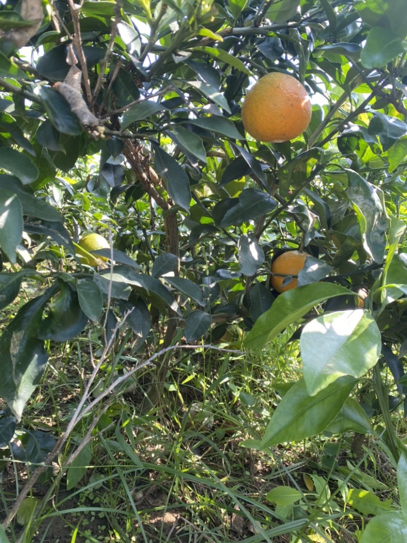 【苗圃直供】爱媛38号果冻橙成品大树苗规格齐全欢迎咨询