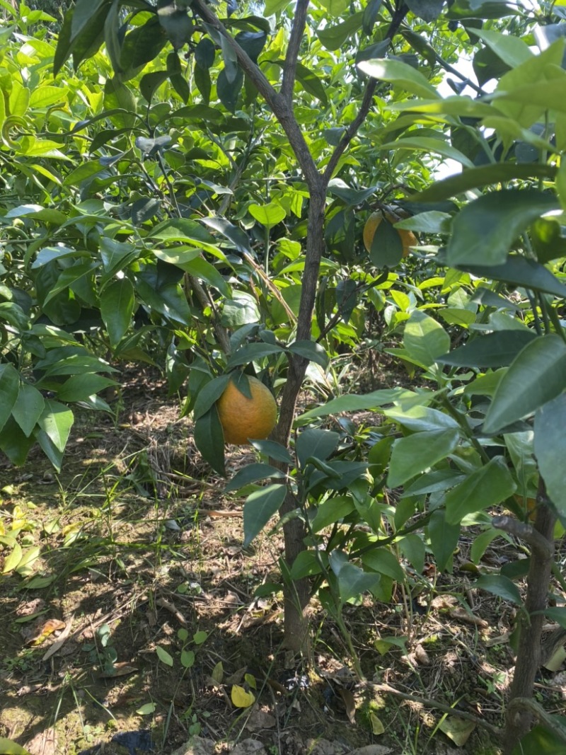 【苗圃直供】爱媛38号果冻橙成品大树苗规格齐全欢迎咨询